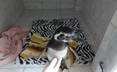 Pinguim é abandonado em Criciúma (ATUALIZADA - VÍDEO)