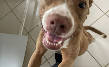 Pitbull é salva de estar amarrada sob sol de 40ºC (VÍDEO)