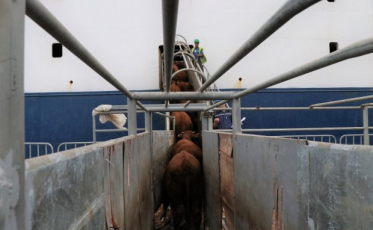 Porto de Imbituba embarca 5 mil cabeças de gado