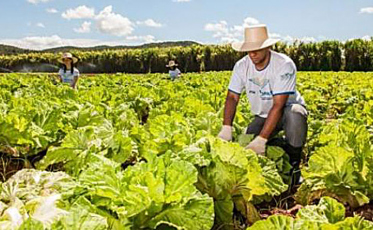 Caixa disponibiliza R$ 1 bi para médio produtor rural