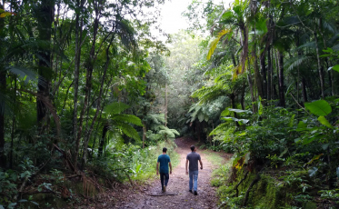 Projeto defende conservação do palmito na região Sul 