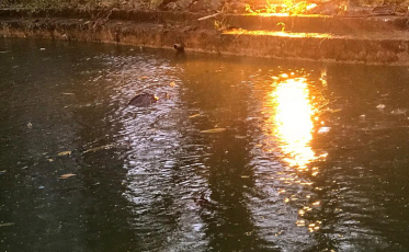 Lixo, brinquedos quebrados e tartaruga morta na Praça do Congresso
