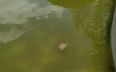Limpeza feita, peixes e tartarugas estão de volta