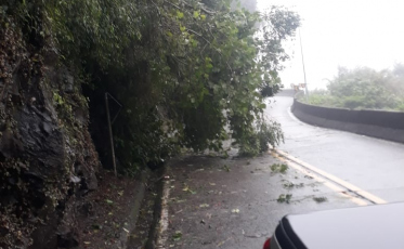 Queda de árvore é registrada na Serra do Rio do Rasto