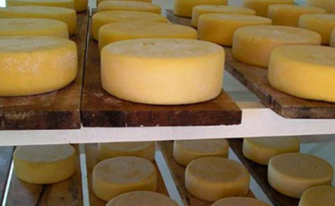 Projeto de pesquisa busca aumentar vida útil de queijos coloniais