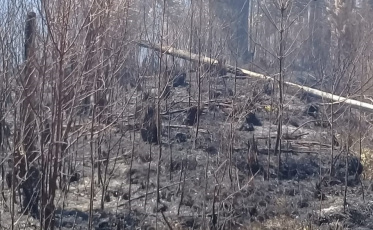 Queimadas irregulares causam danos ao sistema elétrico