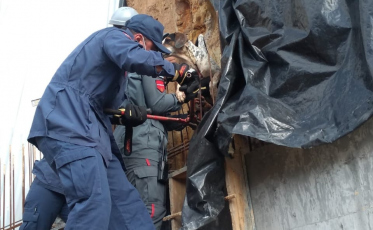 Bombeiros salvam cachorro preso em ferragens de obra 