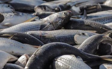 “É uma injeção de ânimo”, diz pescador do Arroio sobre a chegada da tainha 