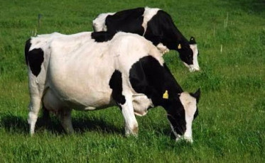 Nova Veneza realiza curso de inseminação artificial