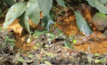 O rio limpo e o rio poluído