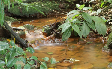 Jornalismo Ambiental: A Tribuna fatura dois prêmios IMA
