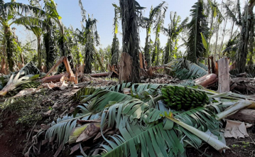 Ciclone gera perdas consideráveis ao agronegócio