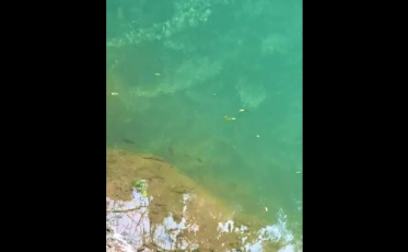 A volta dos peixes ao Rio Mãe Luzia