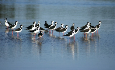 Mudanças Climáticas já afetam o litoral Sul de SC