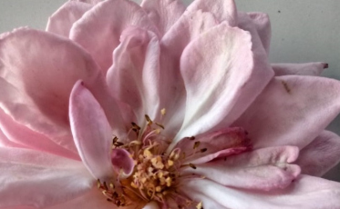 Unisul apresenta clones da Rosa de Anita