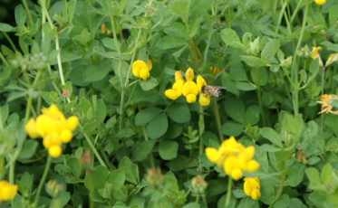 Cultivar de pastagem da Epagri será comercializado no exterior