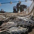 Supersafra da tainha: o que falta para pescadores voltarem ao mar em SC