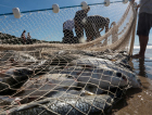 Supersafra da tainha: o que falta para pescadores voltarem ao mar em SC