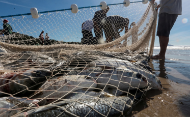 Estado vai à Justiça para tentar retomar pesca da tainha