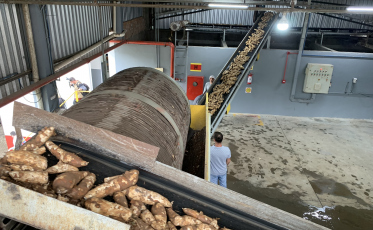 Safra de mandioca 2025 sinaliza crescimento no Litoral Sul de SC