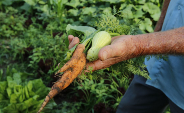 Governo libera 100% do orçamento para o seguro rural