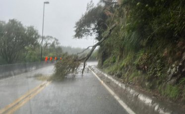 Chuvas e ventos fazem árvore cair na Serra do Rio do Rastro (VÍDEO)