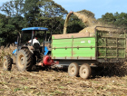 Silagem chega a 10 mil toneladas, recorde em Urussanga