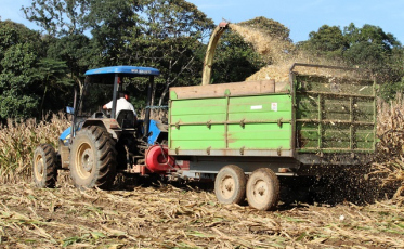 Silagem chega a 10 mil toneladas, recorde em Urussanga