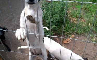 Sem recursos, ONG de proteção animal pode fechar