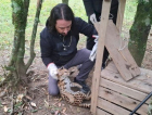 Gato-maracajá ameaçado de extinção é resgatado em Orleans