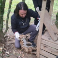 Felino ameaçado de extinção é capturado após atacar galinhas em SC