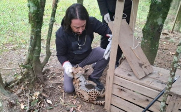 Felino ameaçado de extinção é capturado após atacar galinhas em SC