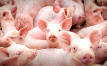 Custos de produção de suínos e de frangos de corte disparam