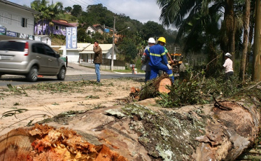 Derrubada de árvores maiores é concluída na margem da SC-390