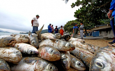 Justiça dá prazo para União se manifestar sobre cotas para a pesca da tainha