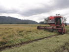 Turvo, a líder no plantio de arroz no Sul