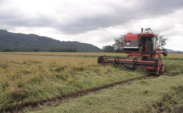 Turvo, a líder no plantio de arroz no Sul
