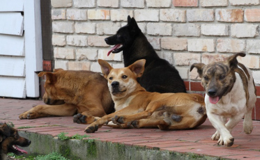 Protetores de animais passam dificuldades em Araranguá