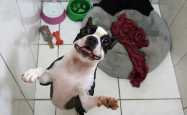 Região pode ganhar cemitério para animais