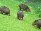 Mais de 60 capivaras “vivem” no Mampituba