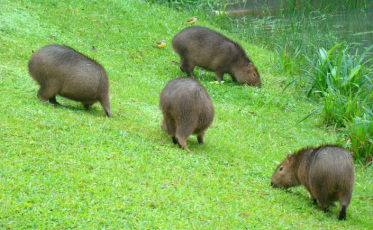 Mais de 60 capivaras “vivem” no Mampituba