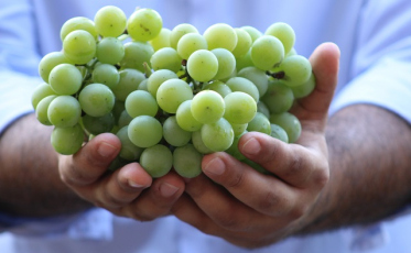 [Áudio] Urussanga impulsiona vitivinicultura com ações para valorizar a uva Goethe