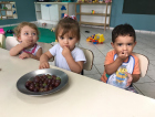 Merenda escolar ganha incremento de uvas produzidas em Urussanga