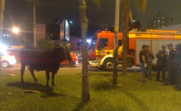 O fim de tarde foi da vaca em Criciúma (VÍDEO)
