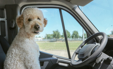 Como viajar com o cachorro?
