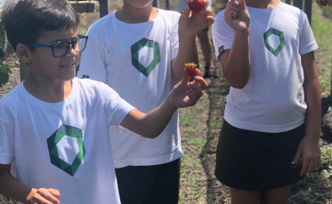 Turmas do Integral Satc conhecem produção de morangos