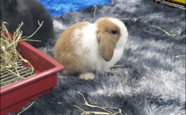 Coelhos encantam o público na Agroponte