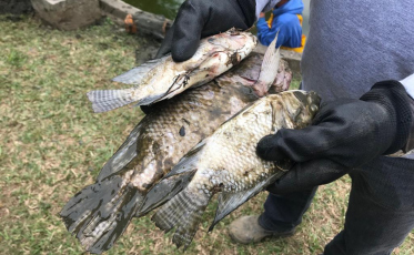 Celulares, garrafas e até roupas no lago da Praça do Congresso