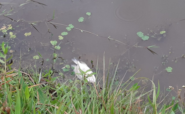 Calor fora de época pode causar mortandade de peixes