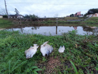 Calor fora de época pode causar mortandade de peixes